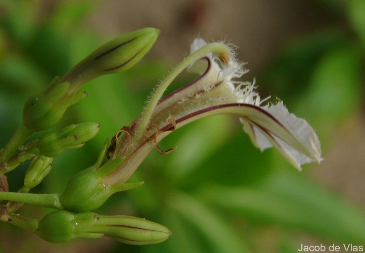 Scaevola taccada (Gaertn.) Roxb.